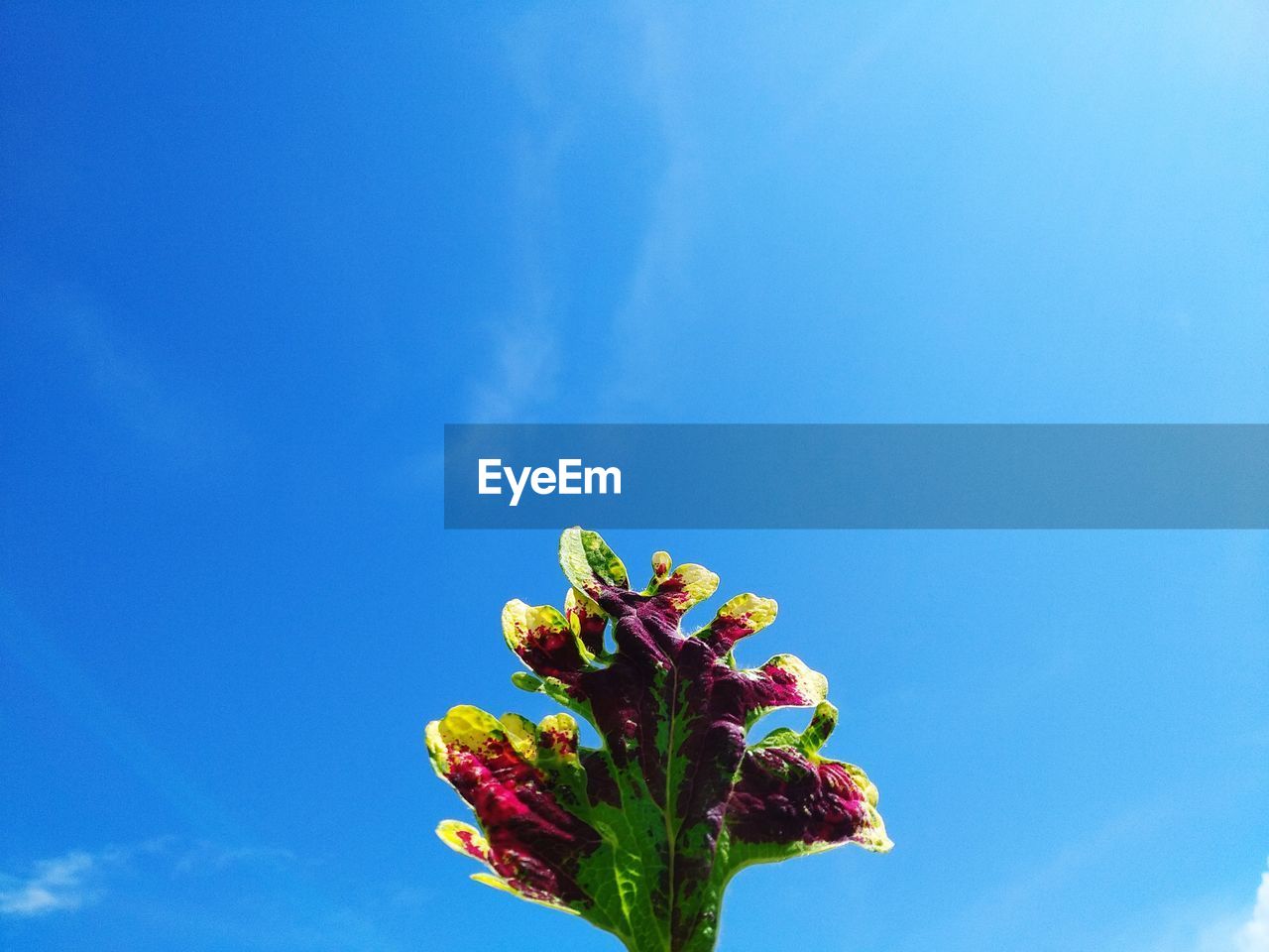 Low angle view of flowering plant against blue sky