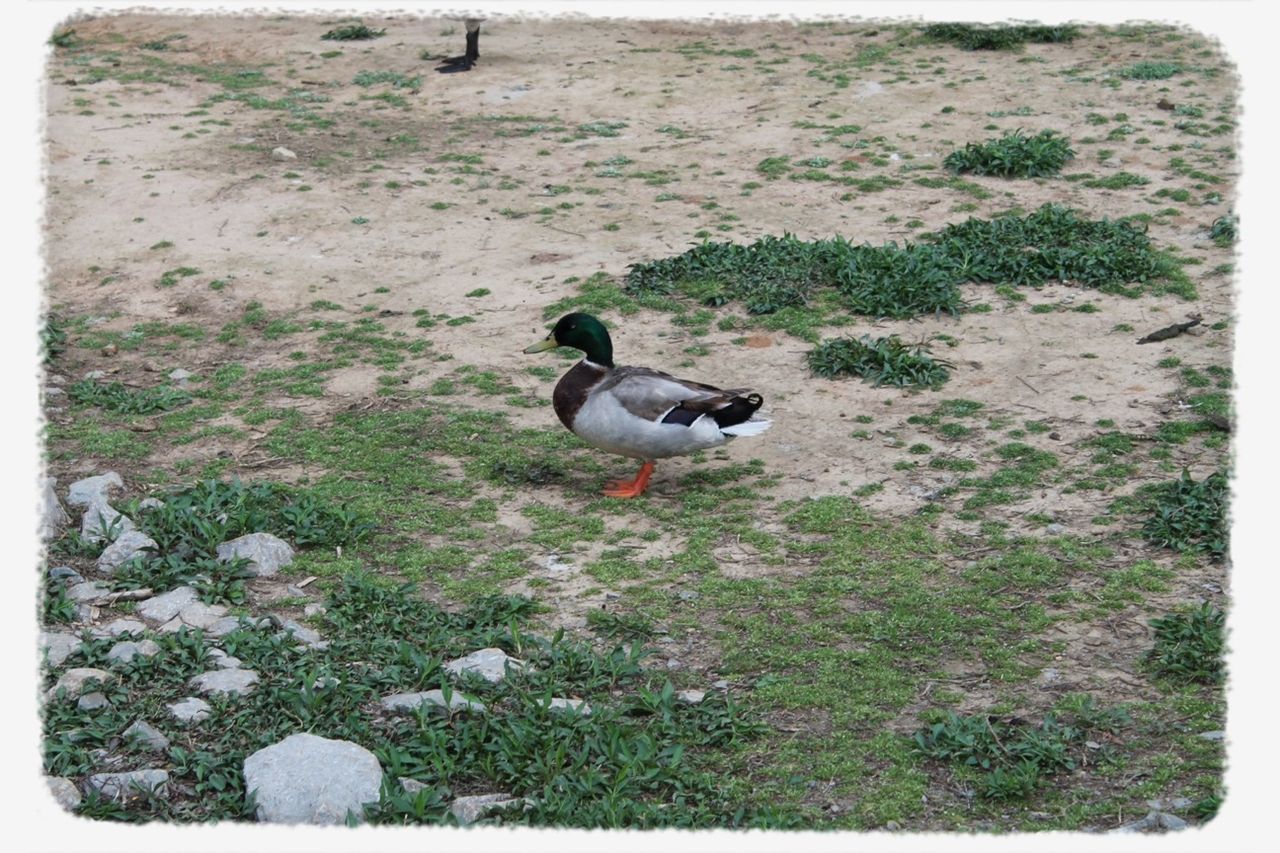 CLOSE-UP OF BIRD ON GRASS