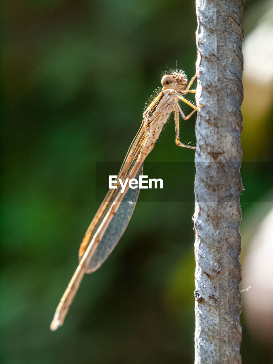 CLOSE-UP OF GRASSHOPPER ON TREE