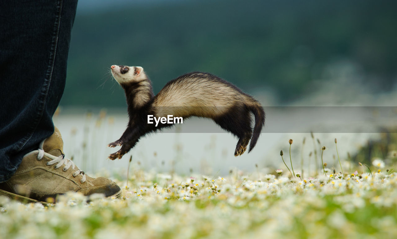 Low section of man and jumping ferret