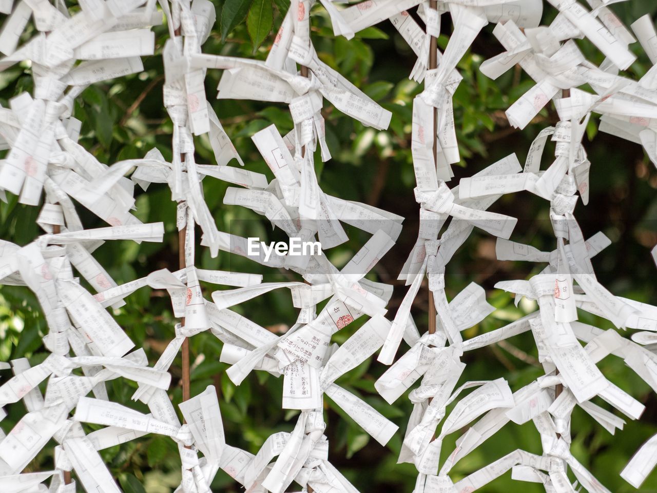 FULL FRAME SHOT OF FROZEN LEAVES