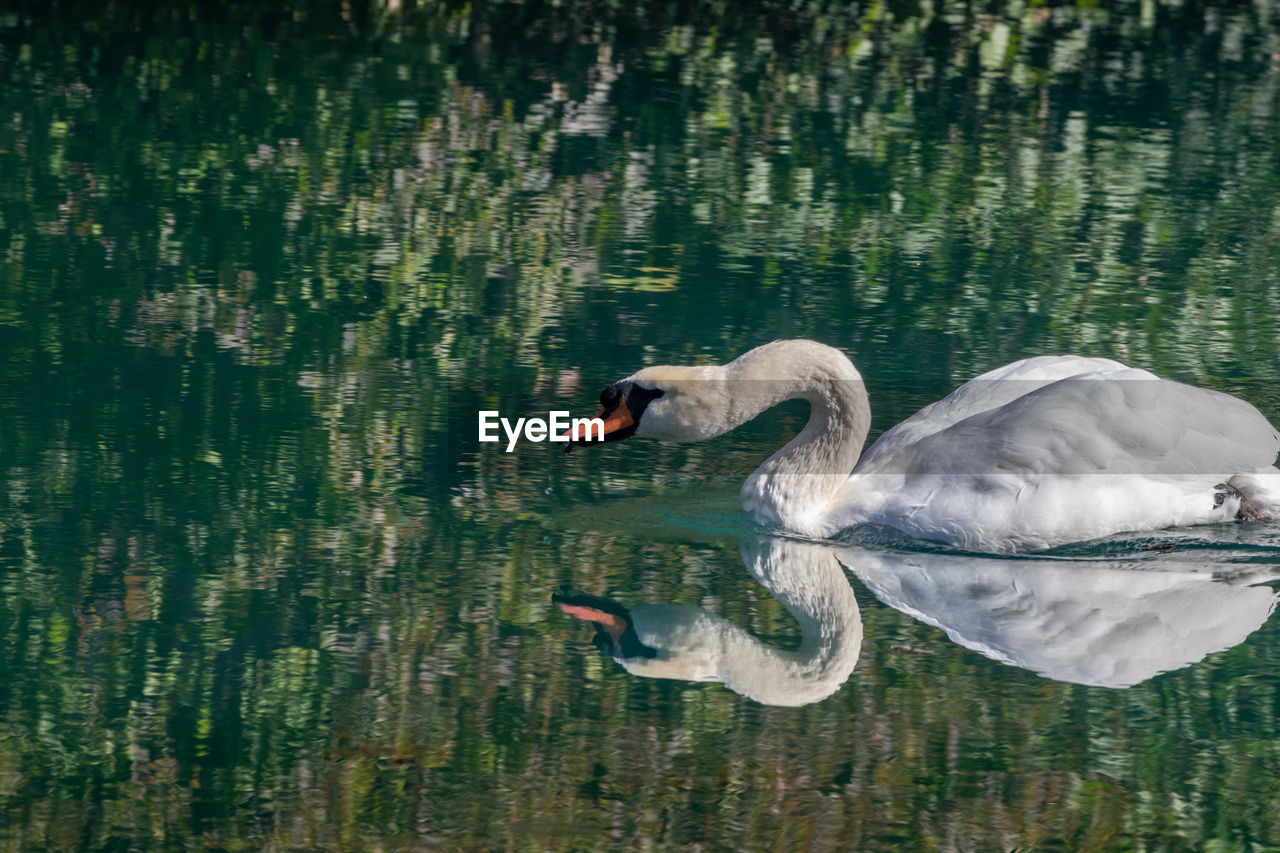 Swan, cygnus on the altmuehl river in essing, bavaria, germany sunny day in autumn