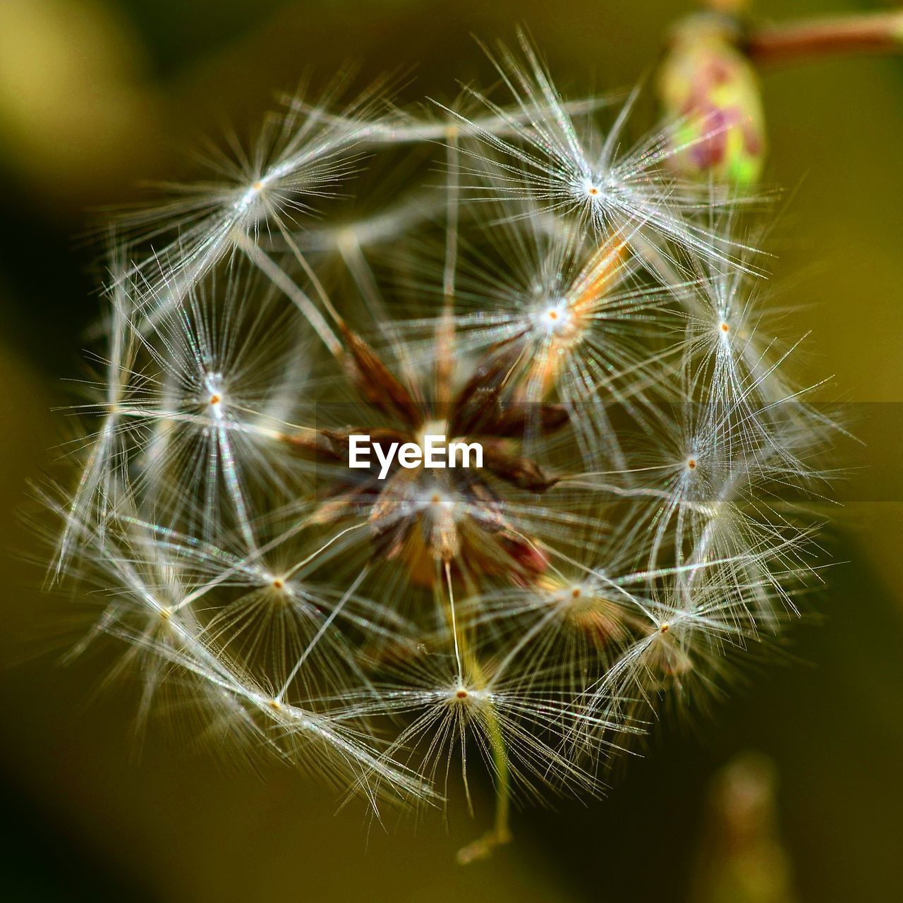 CLOSE-UP OF DANDELION AGAINST PLANTS