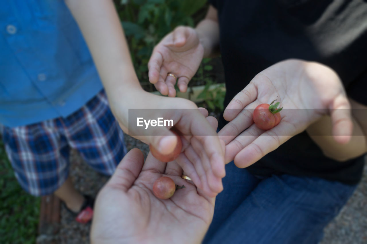 Cropped image of people holding tomatoes