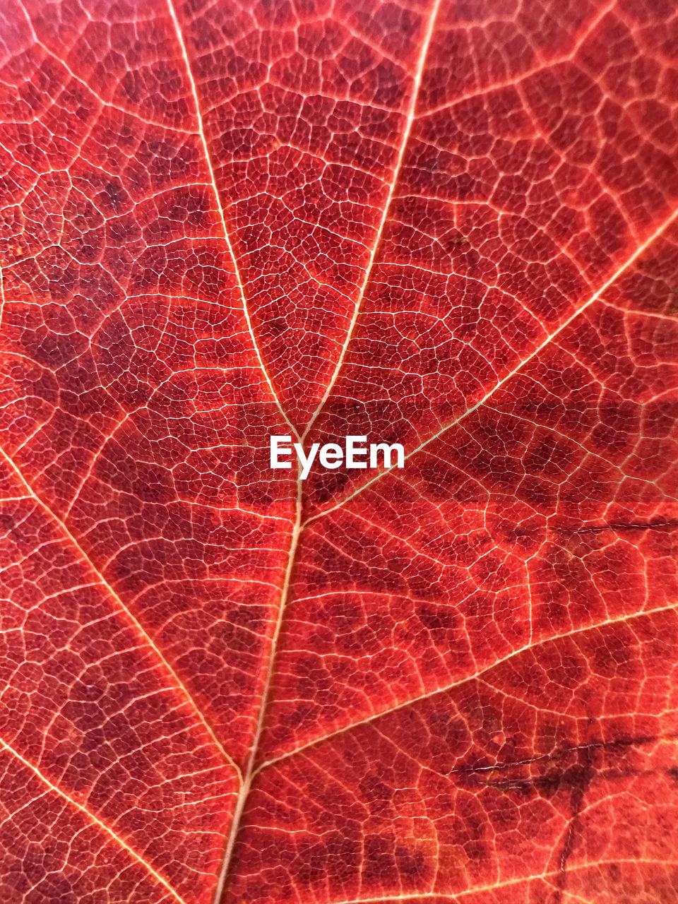 red, backgrounds, full frame, no people, pattern, leaf, close-up, circle, textured, nature, plant part, abstract, line, leaf vein