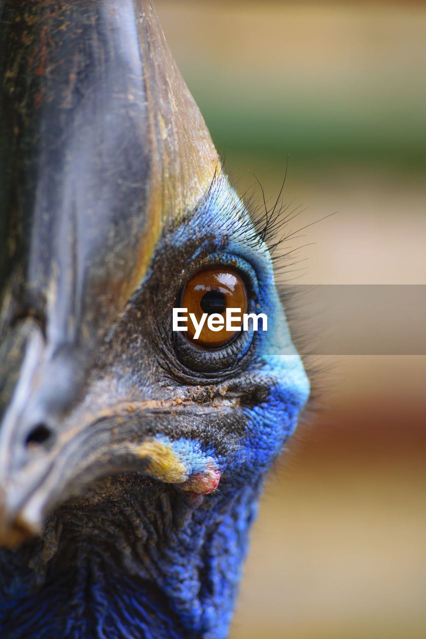 Close-up portrait of peacock