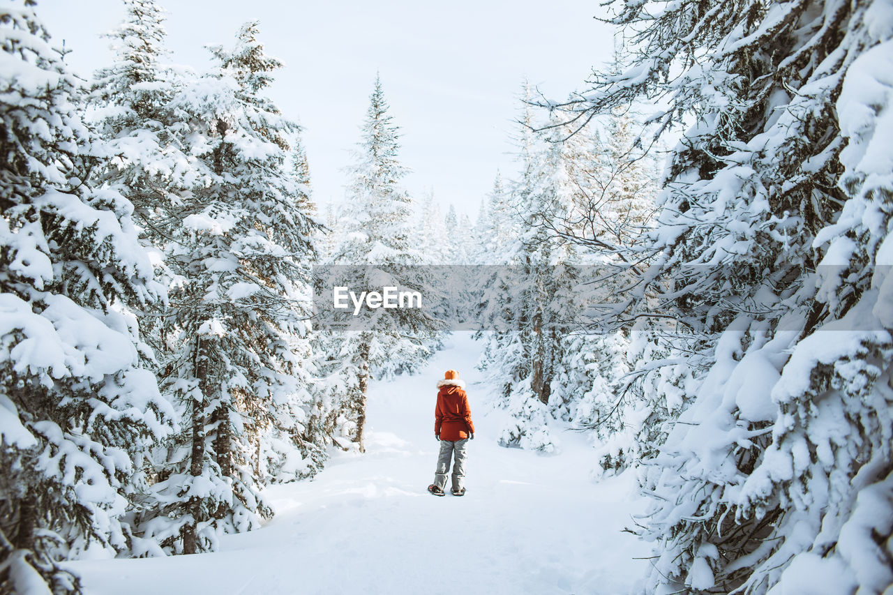 Full body back view of unrecognizable woman in outerwear with snowshoes near snowy spruces on cold winter day in valley of the ghosts in monts valin national park in quebec, canada