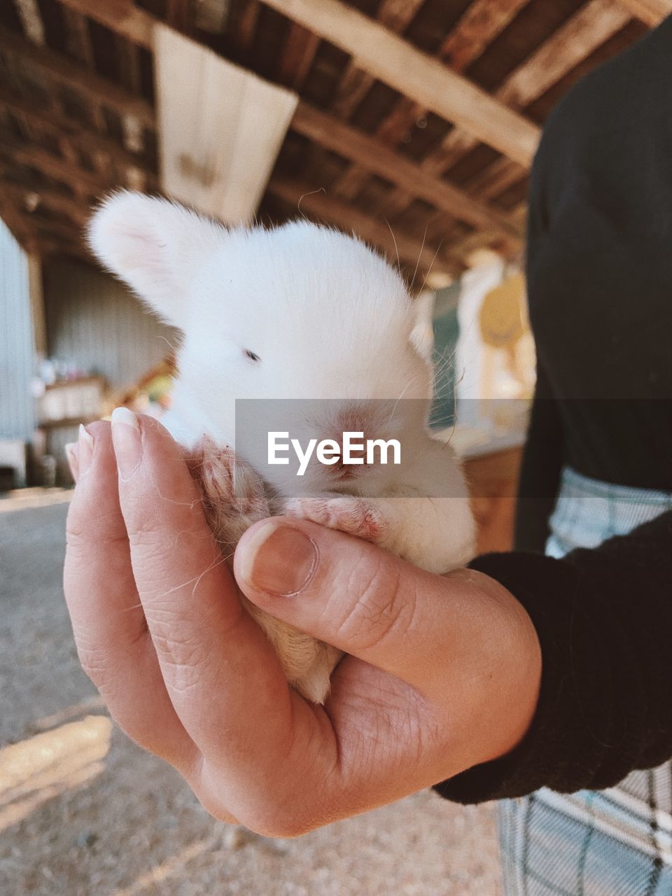 Close-up of hand holding bunny against blurred background
