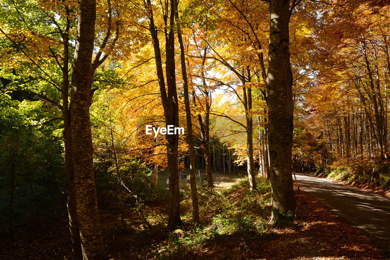 Trees in forest during autumn