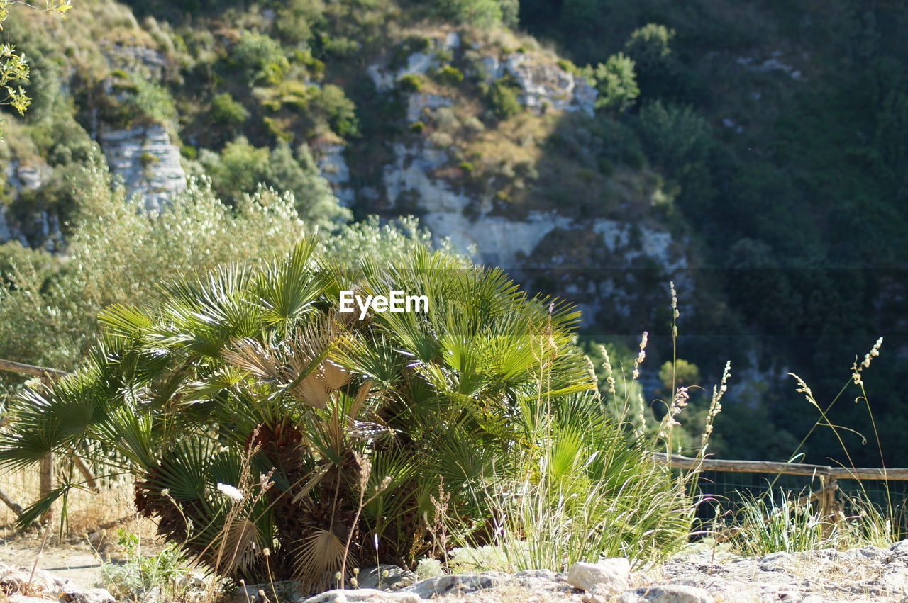 CLOSE-UP OF SUCCULENT PLANTS