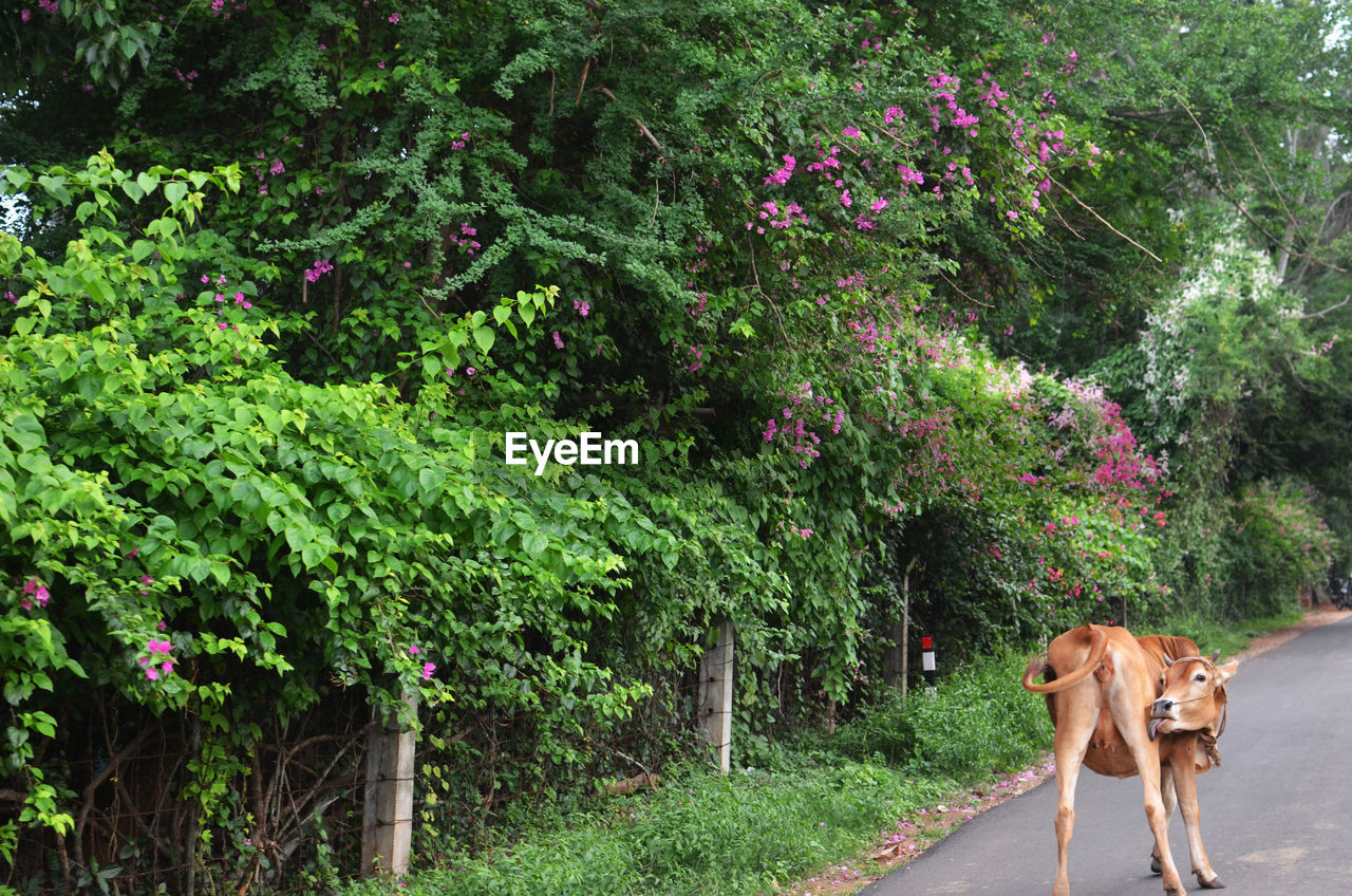 Cow on road against trees