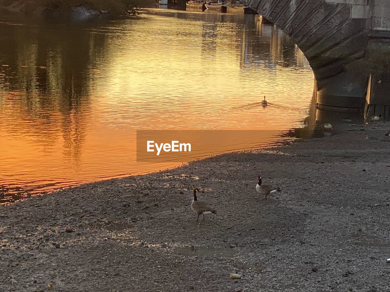 VIEW OF BIRDS AT BEACH