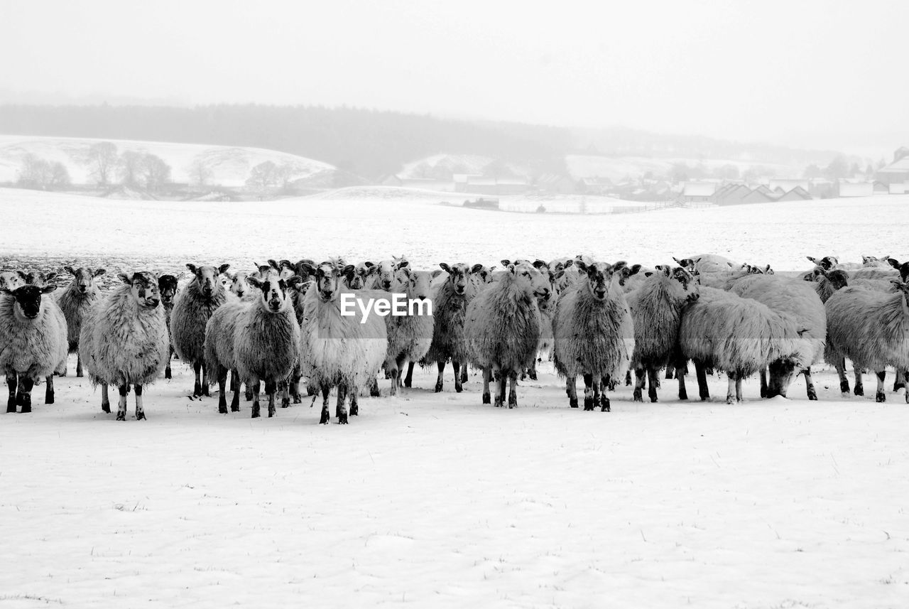 Flock of sheep on snow covered landscape