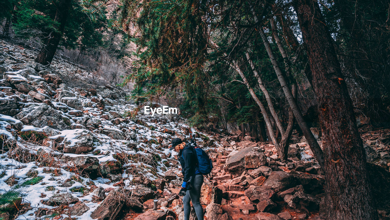 REAR VIEW OF MAN STANDING BY TREE TRUNKS IN FOREST