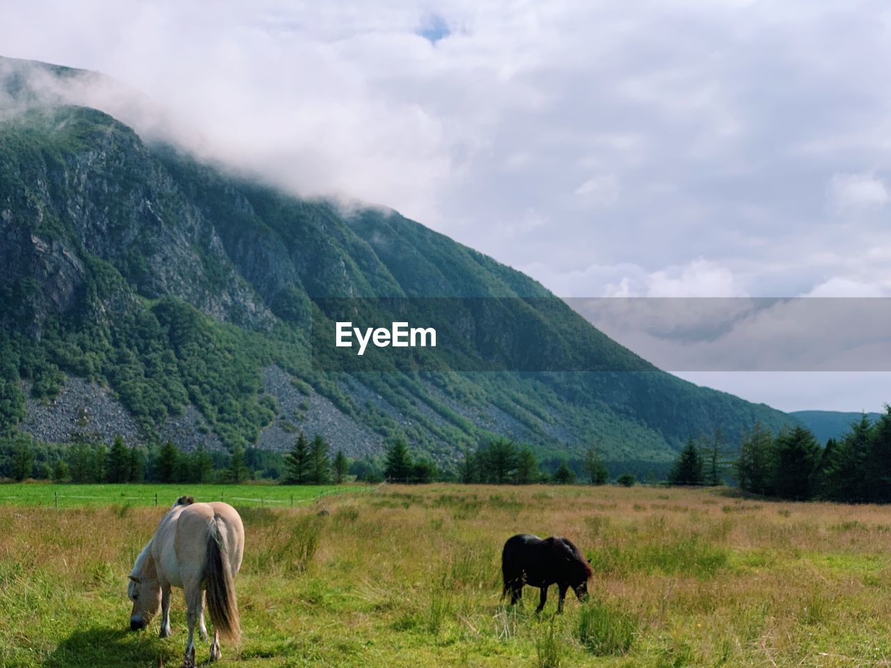 Horses in the wild, mountain and forest landscape, natural light and freedom