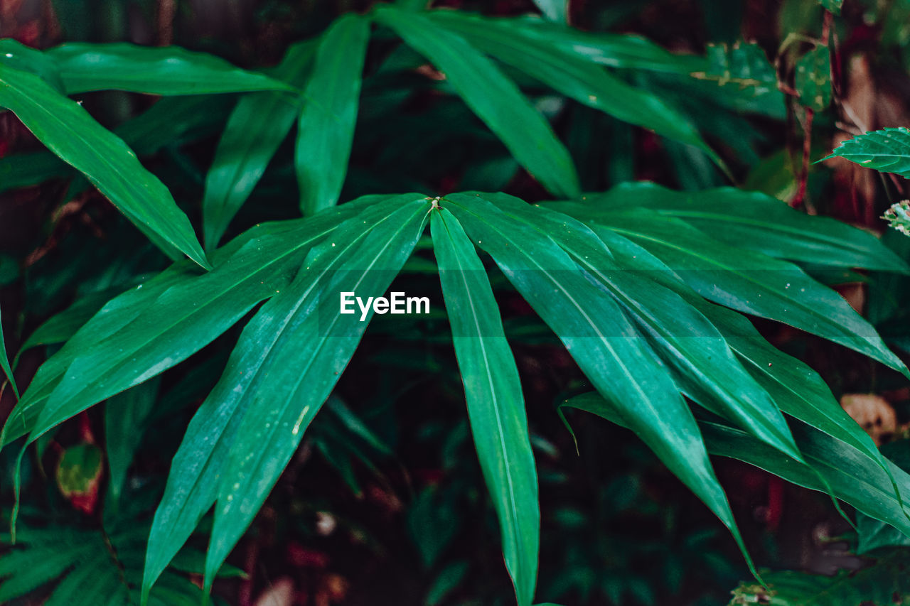 FULL FRAME SHOT OF WET GRASS