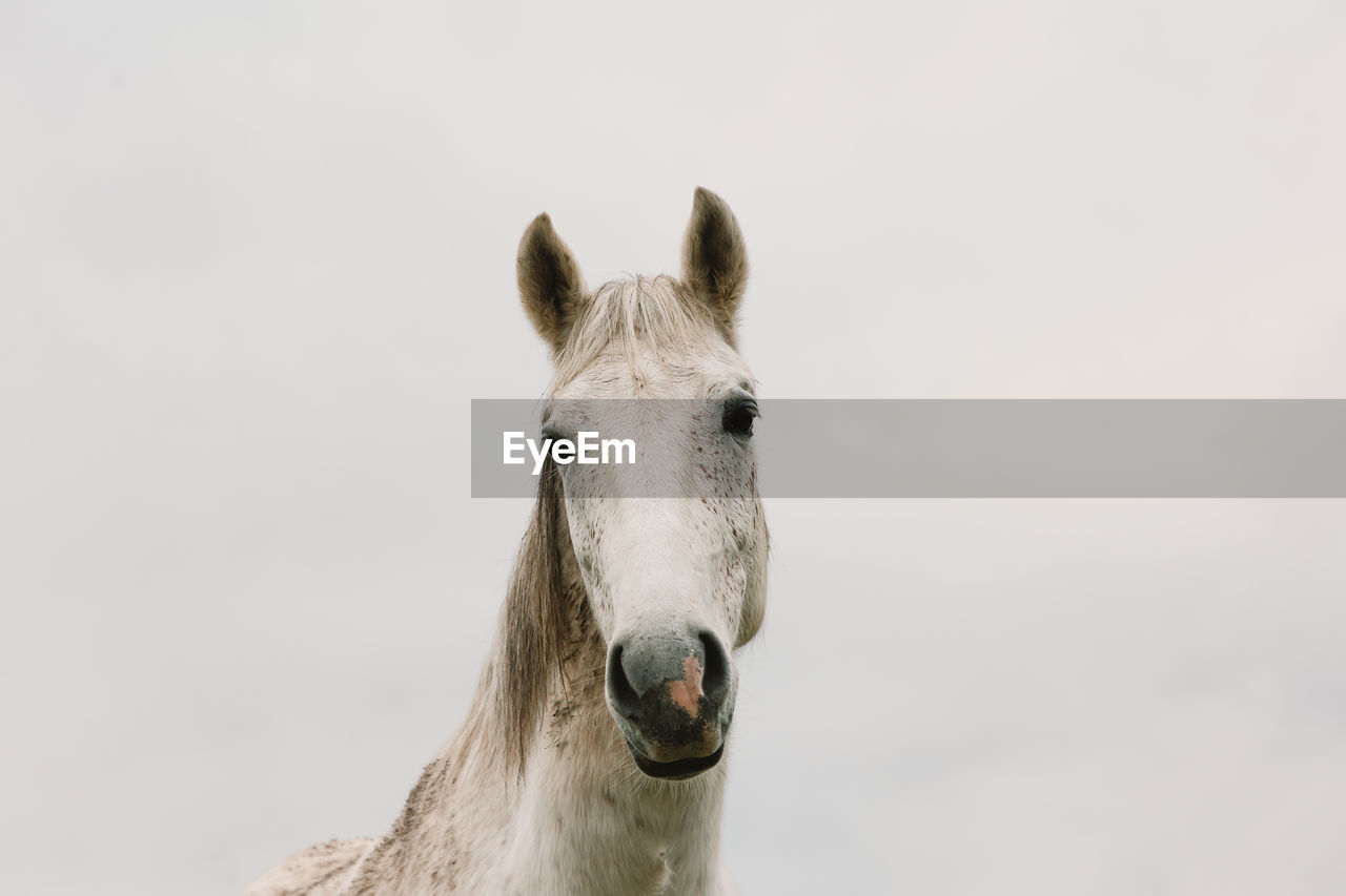 Close-up of horse standing against sky