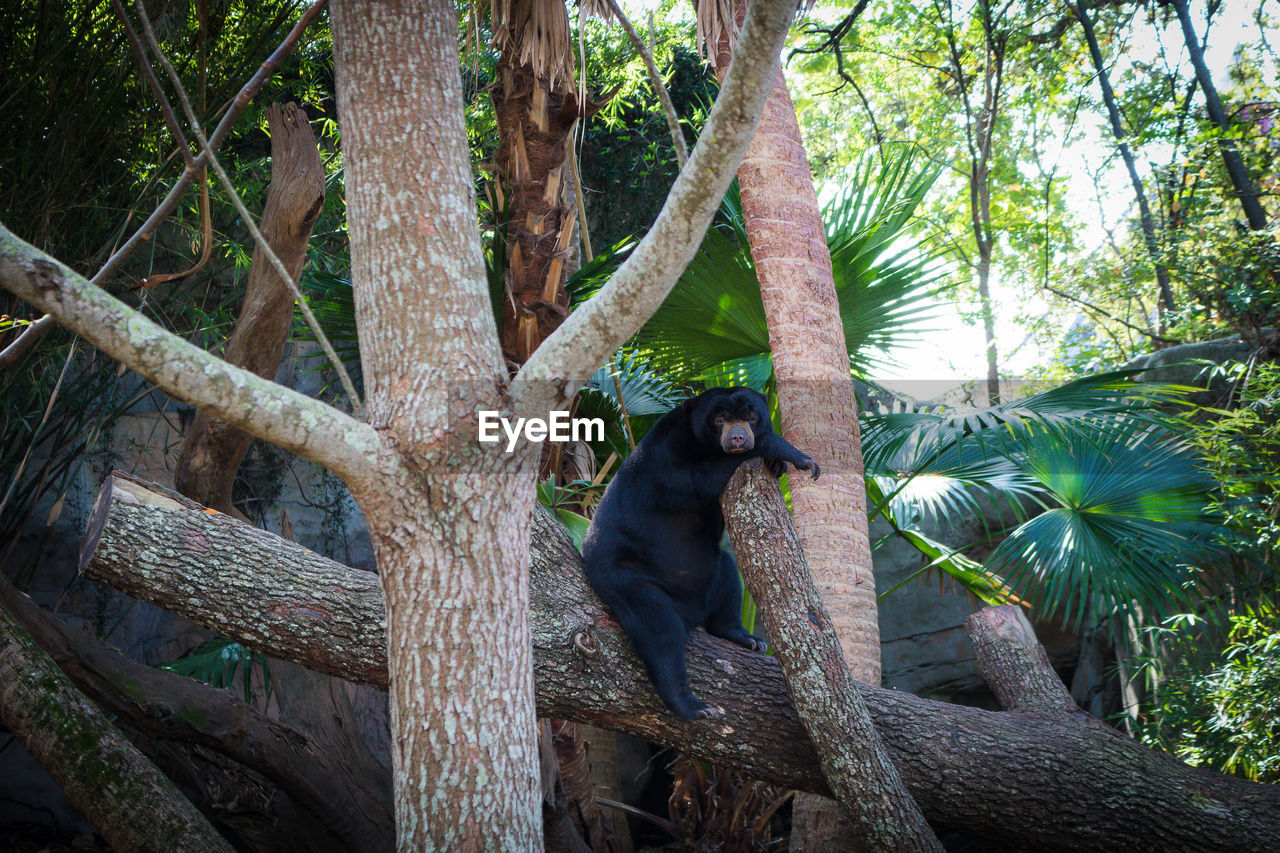 MONKEY SITTING ON A TREE