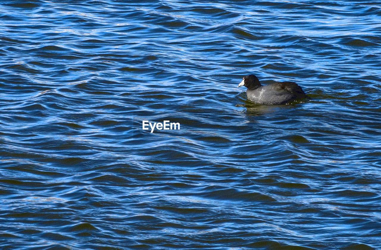 HIGH ANGLE VIEW OF BIRD IN LAKE