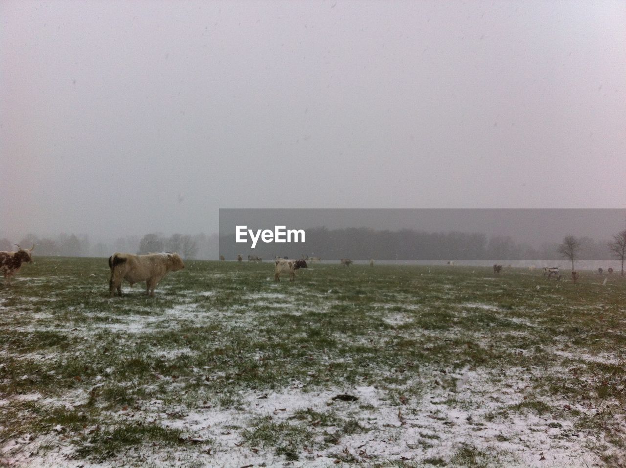 Cows on grassy field against clear sky during foggy weather