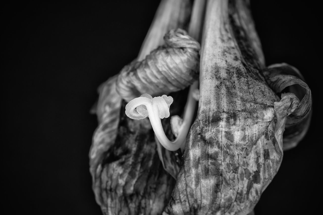 Close-up of dried flower against black background