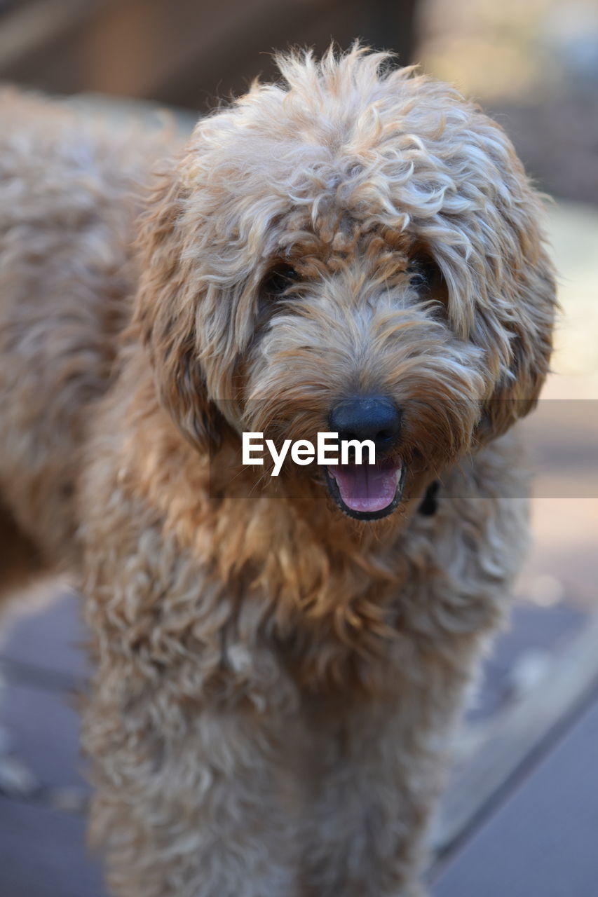 Close-up of goldendoodle dog