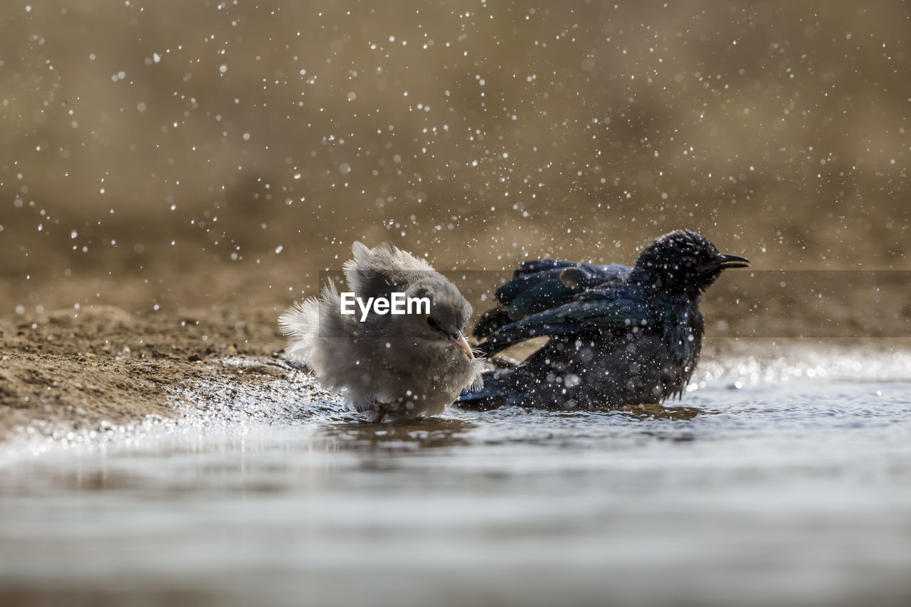 close-up of bird in water