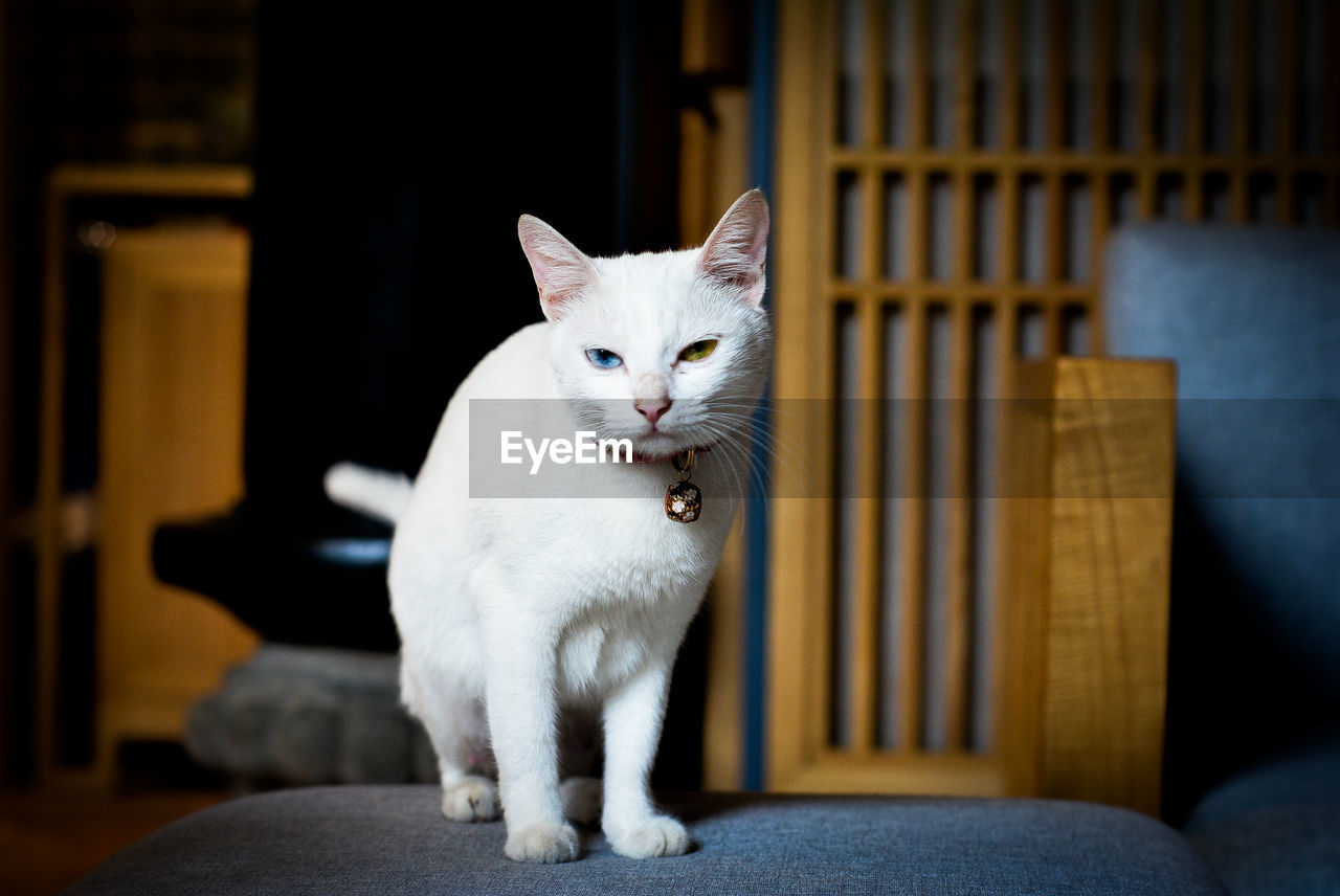 Close-up portrait of white cat on chair at home