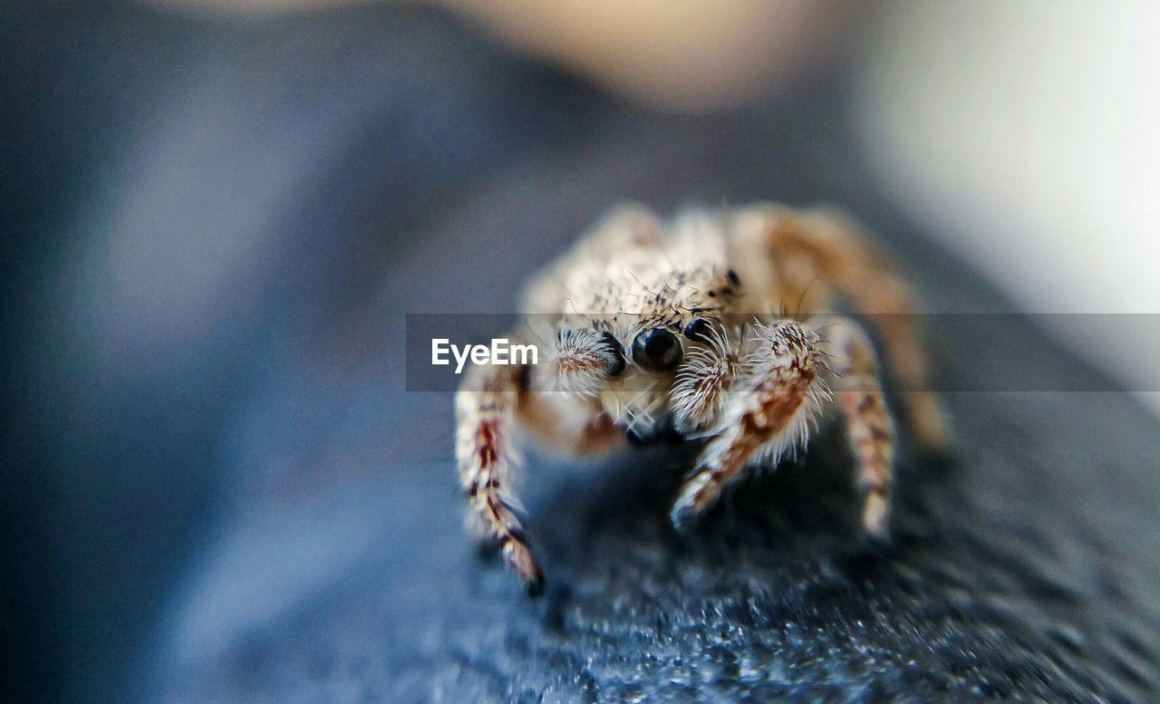 Macro shot of jumping spider on black leather