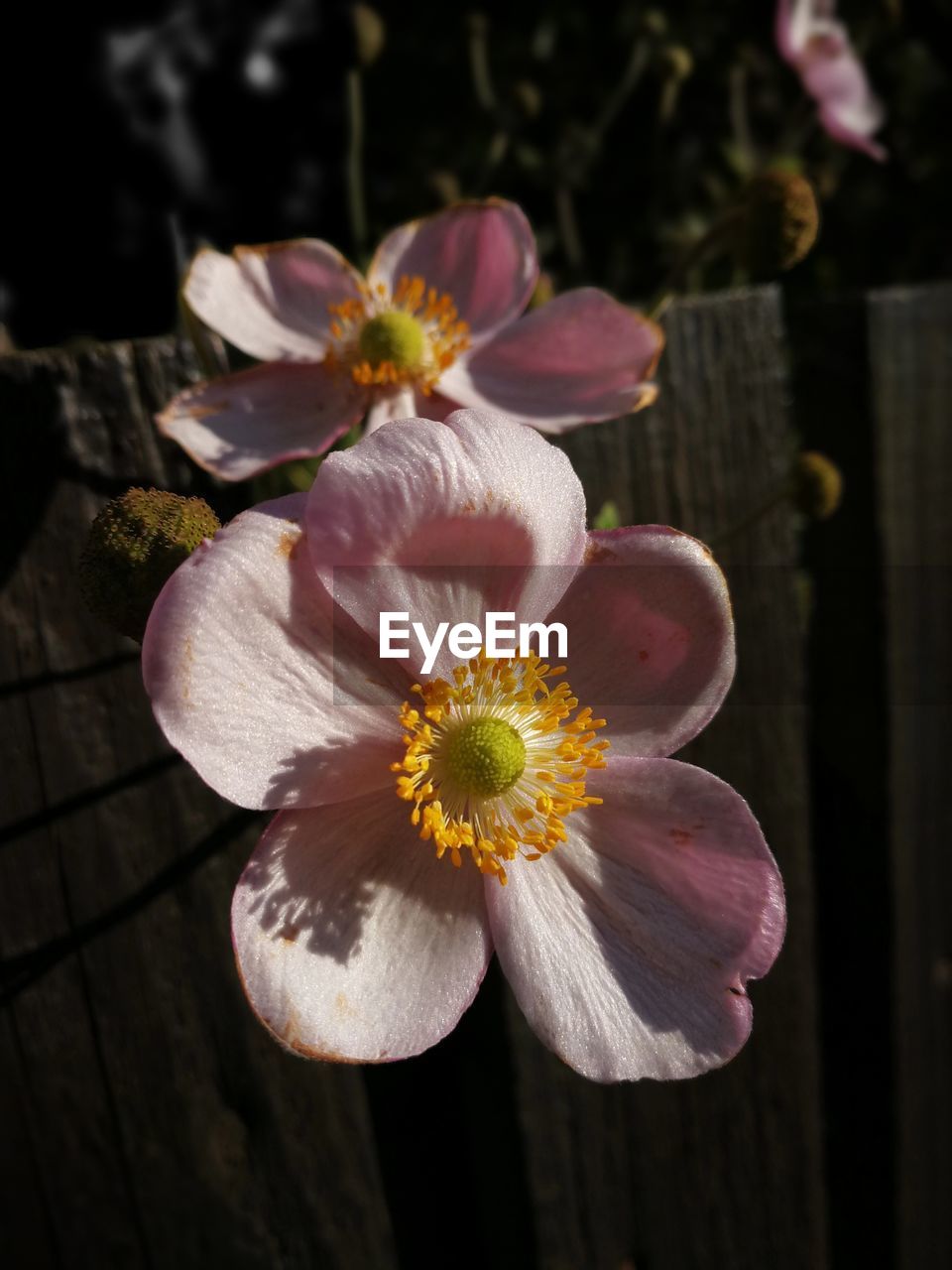 CLOSE-UP OF FLOWER BLOOMING