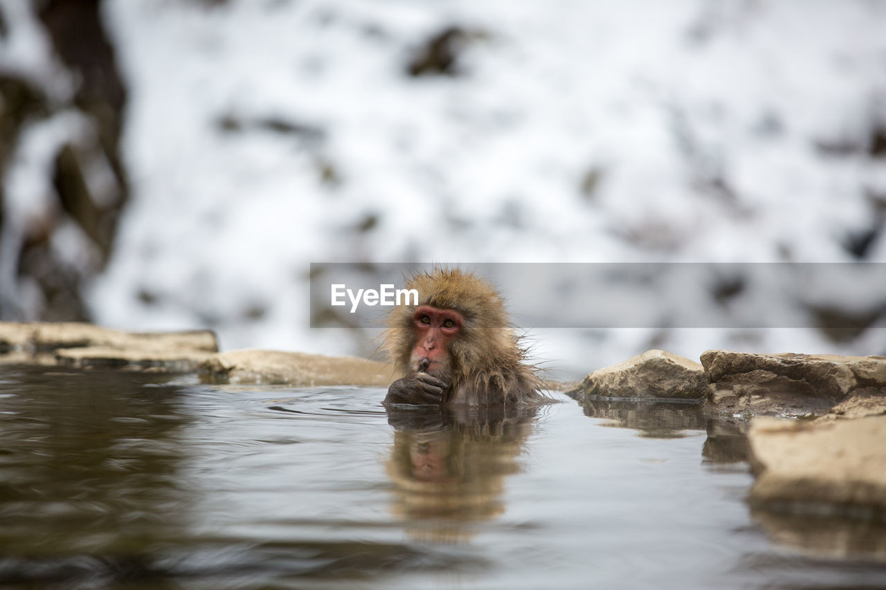 Close-up of monkey in hot spring