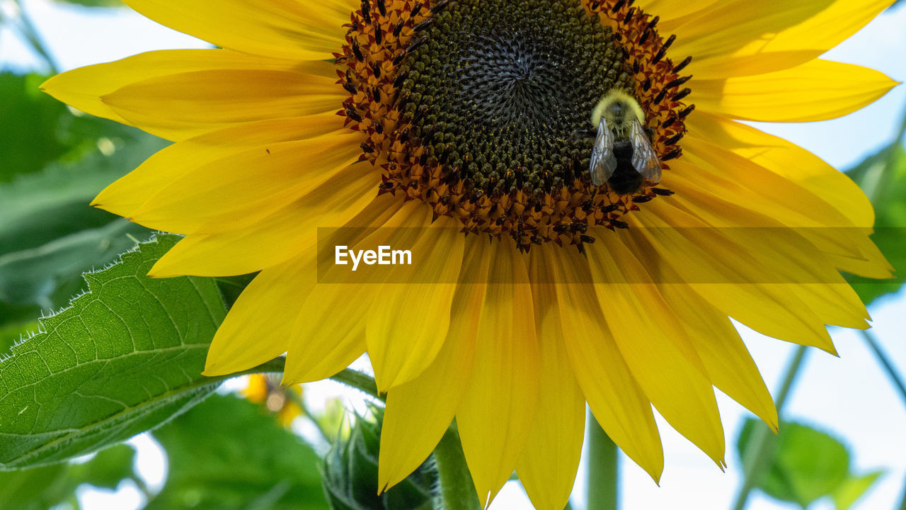 CLOSE-UP OF INSECT ON YELLOW SUNFLOWER