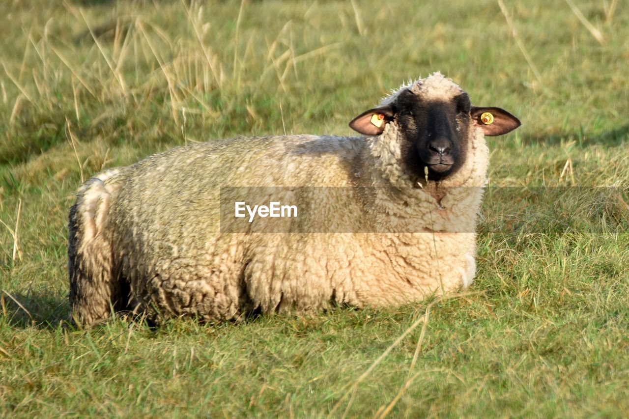 PORTRAIT OF SHEEP RELAXING ON LAND