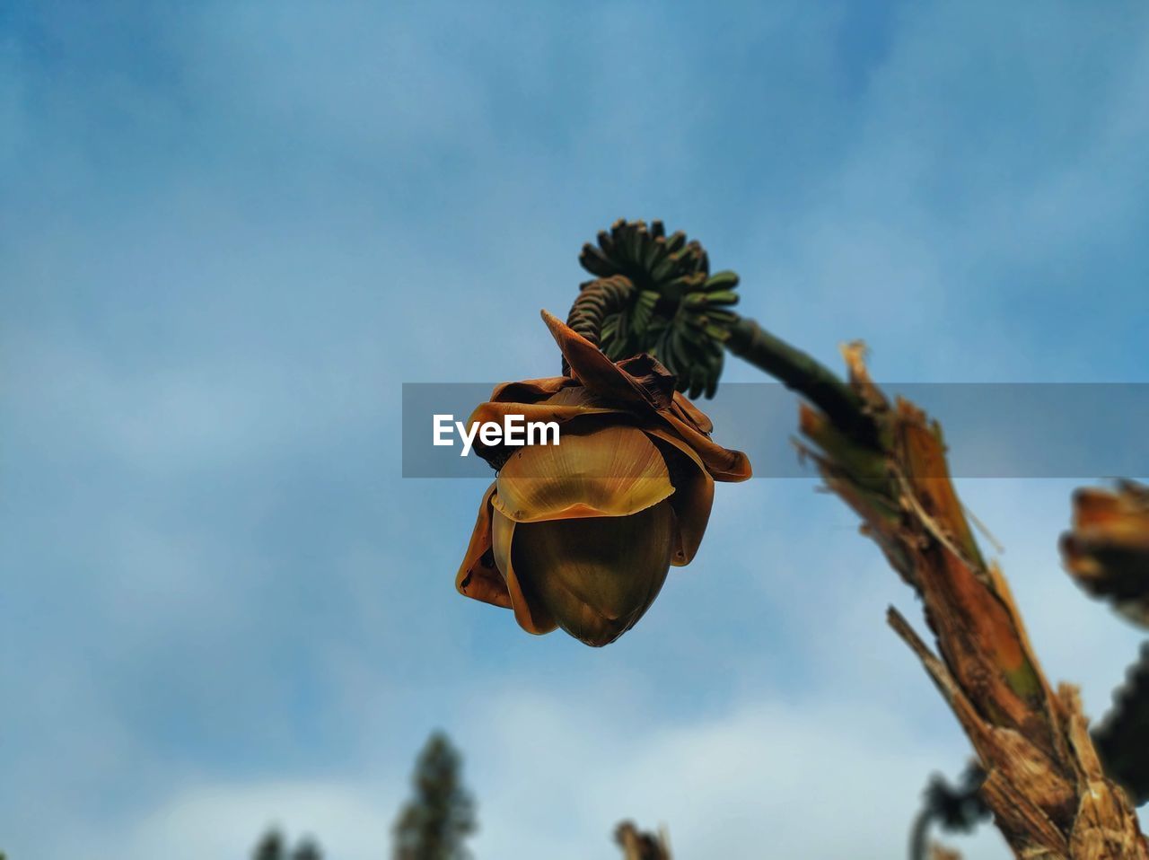 Low angle view of flowering plant against sky