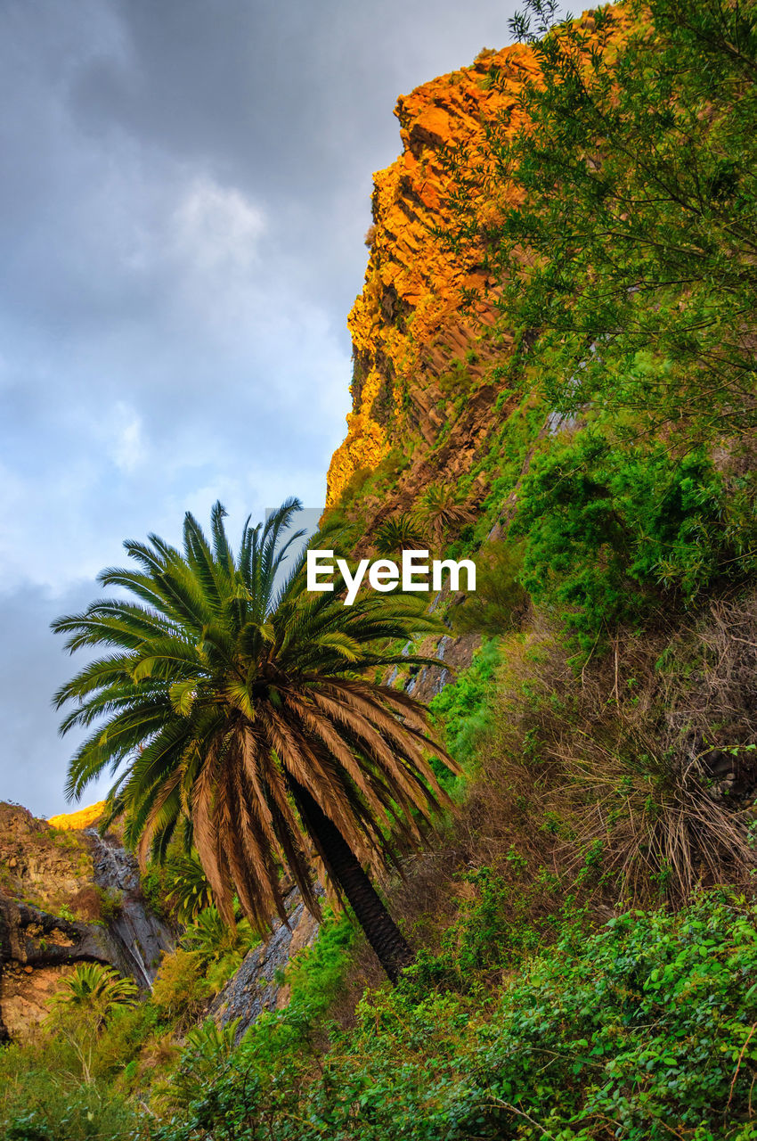 PALM TREES GROWING ON LAND