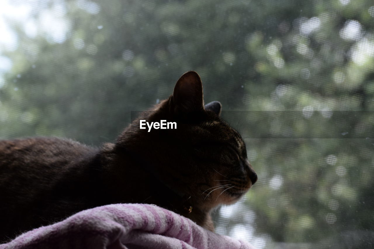 Low angle view of cat