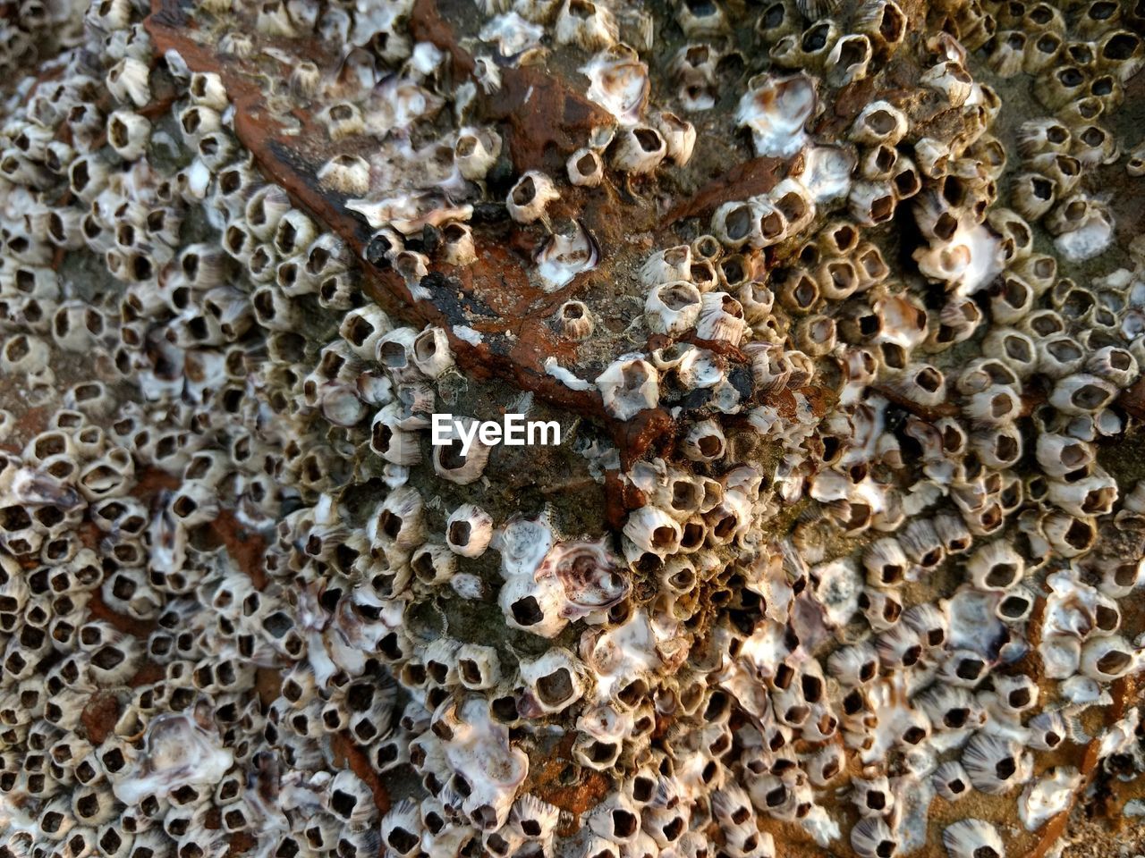 Full frame shot of barnacle on rock