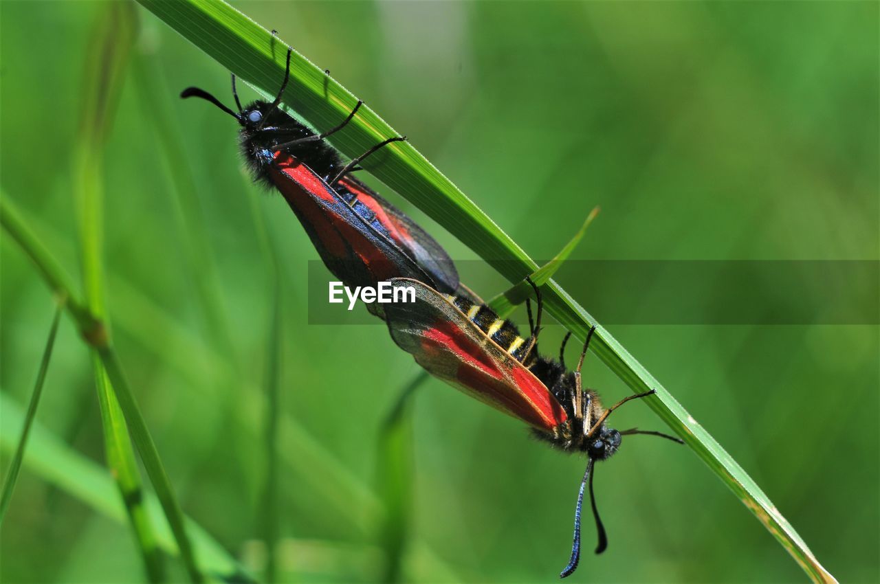 CLOSE-UP OF GRASSHOPPER ON RED LEAF