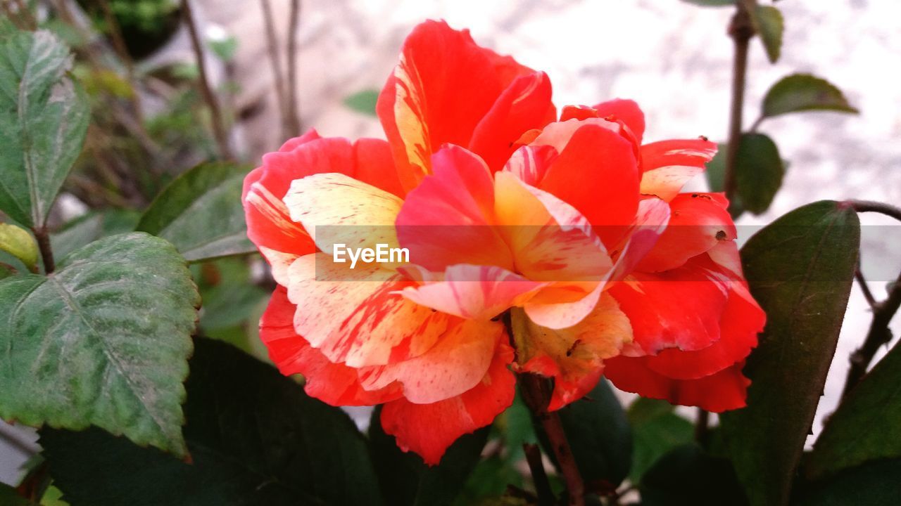 CLOSE-UP OF RED FLOWERS BLOOMING