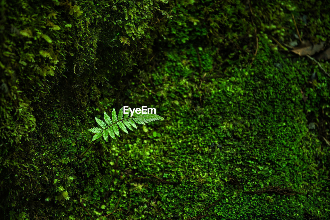 HIGH ANGLE VIEW OF FERN AMIDST TREES