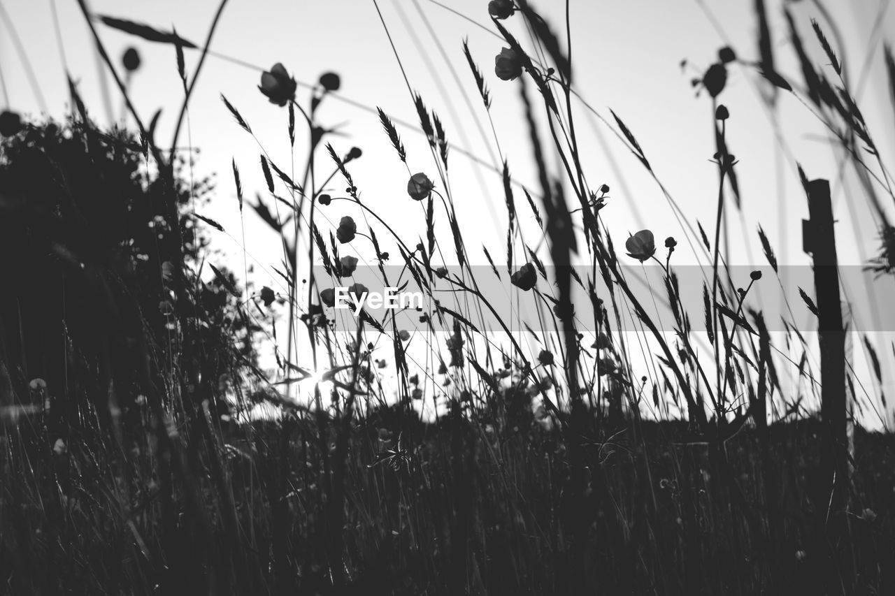 CLOSE-UP OF FLOWERS GROWING IN FIELD