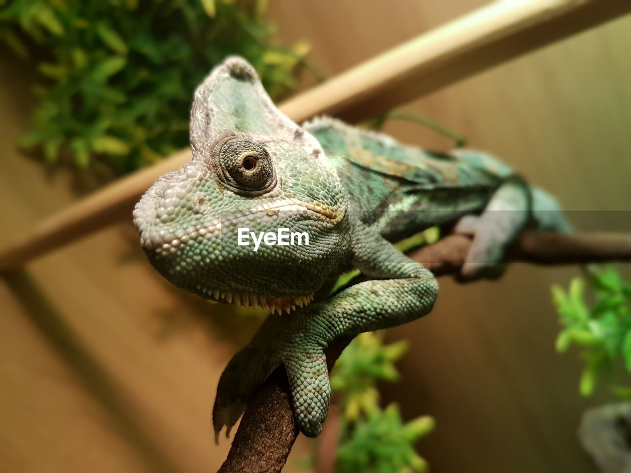 Close-up of chameleon