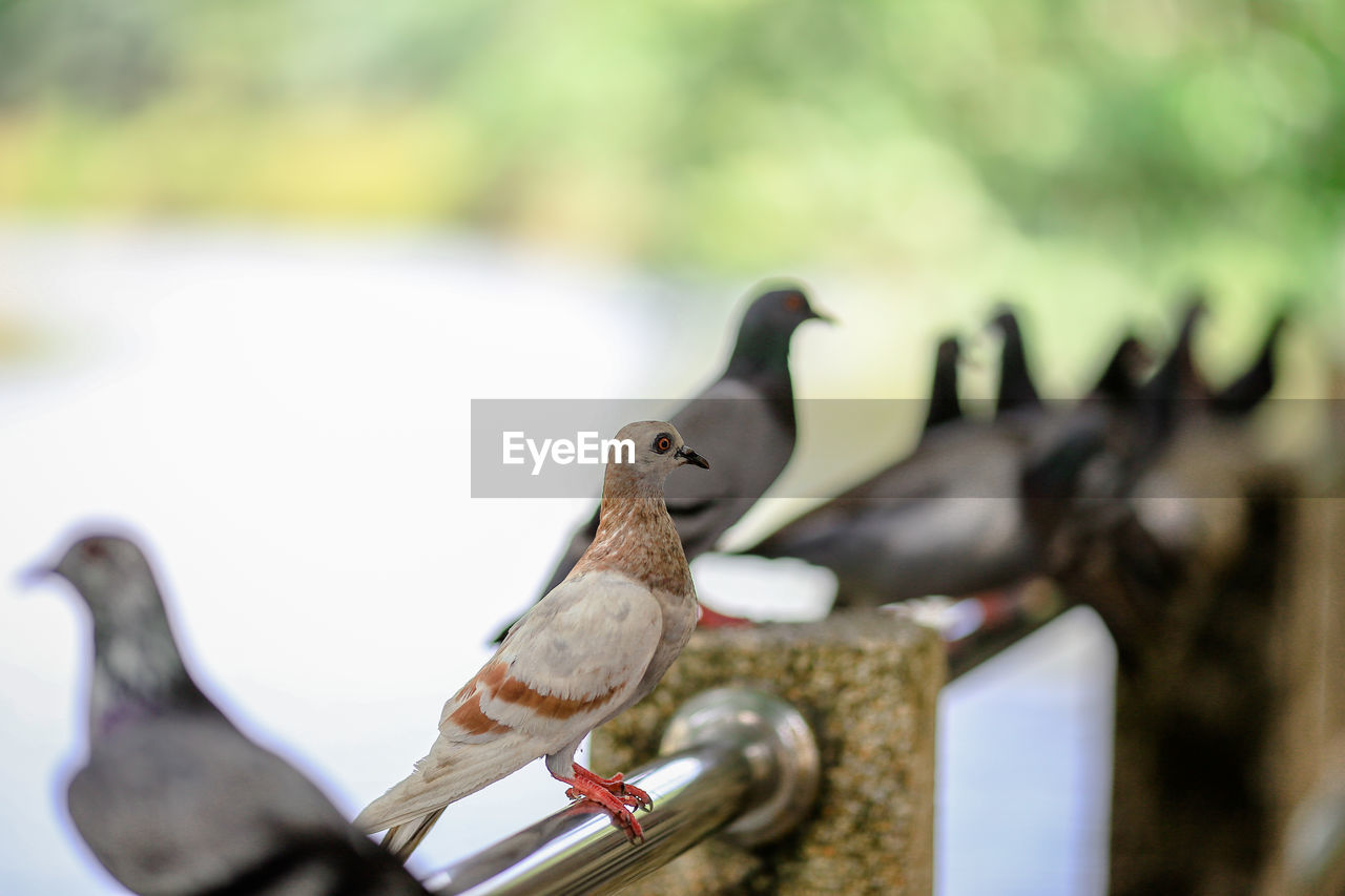 CLOSE-UP OF A BIRD