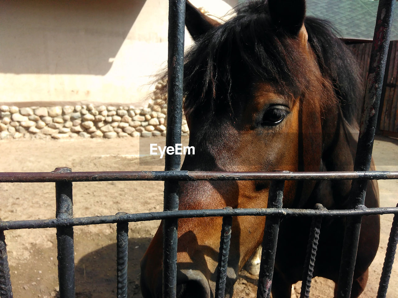 CLOSE-UP OF BROWN HORSE