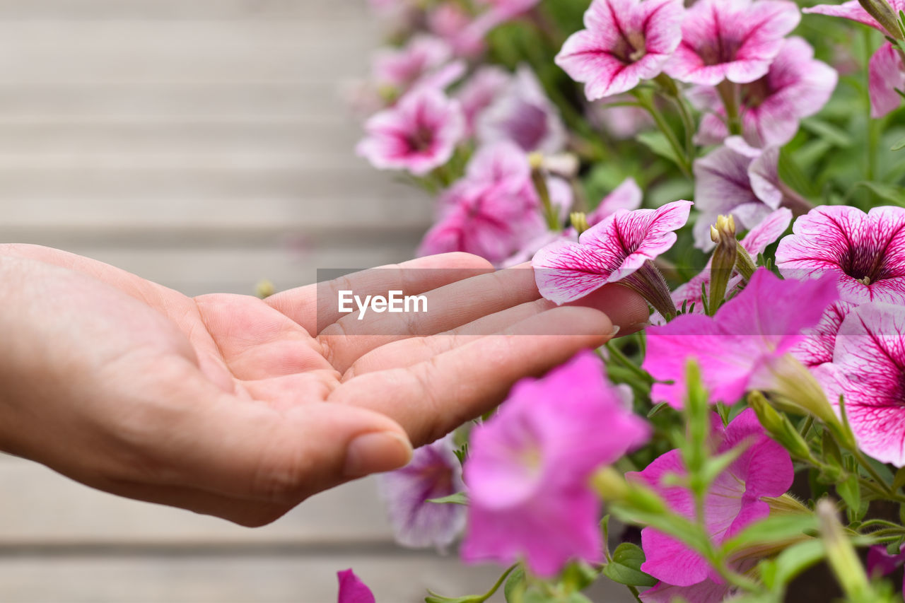 Close-up of hand touching pink flowering plant