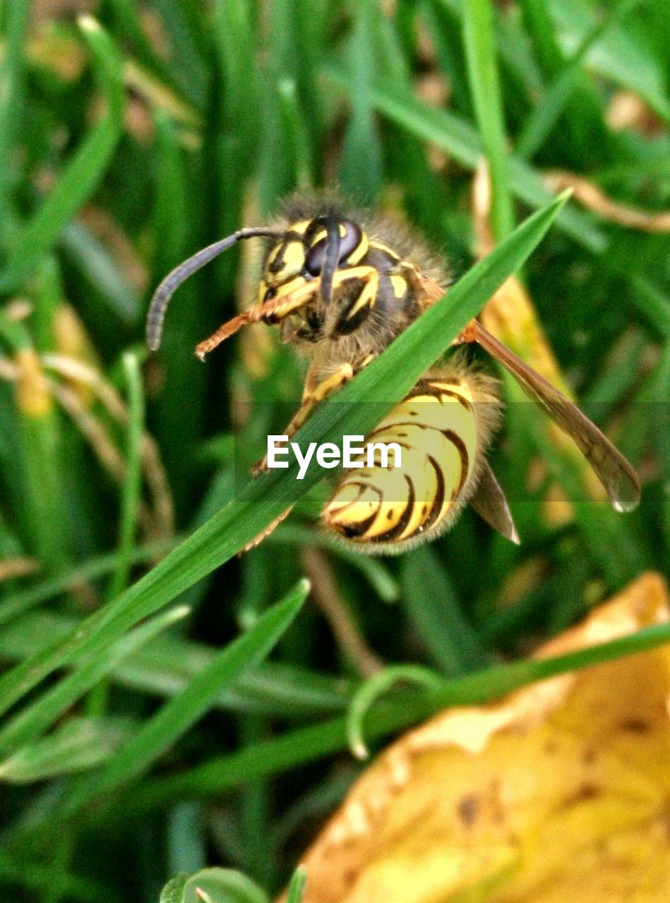 Bee curling onto stalk of grass