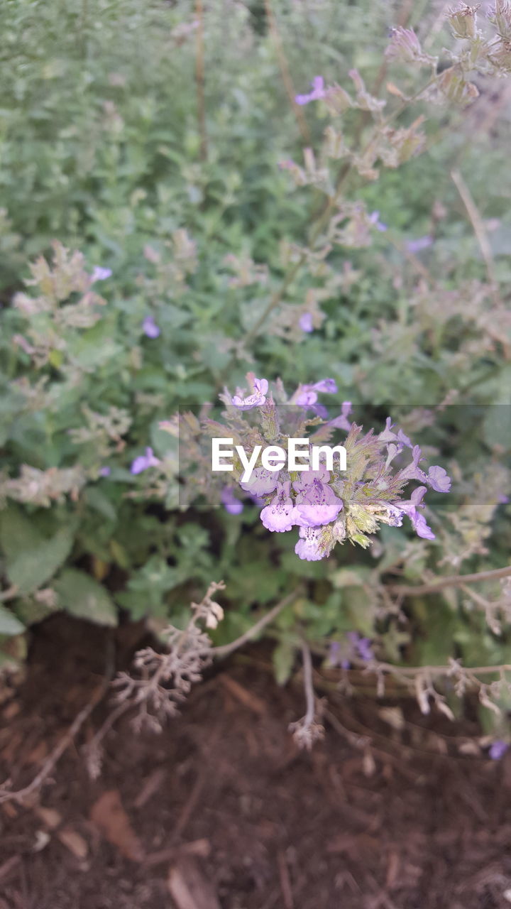 CLOSE-UP OF PURPLE FLOWERS