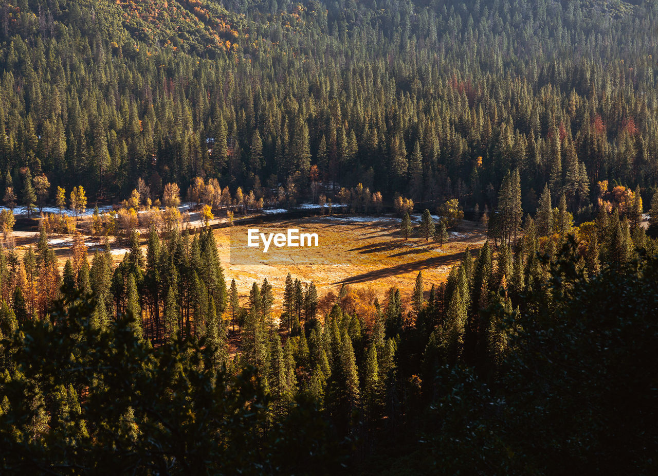 high angle view of trees on field