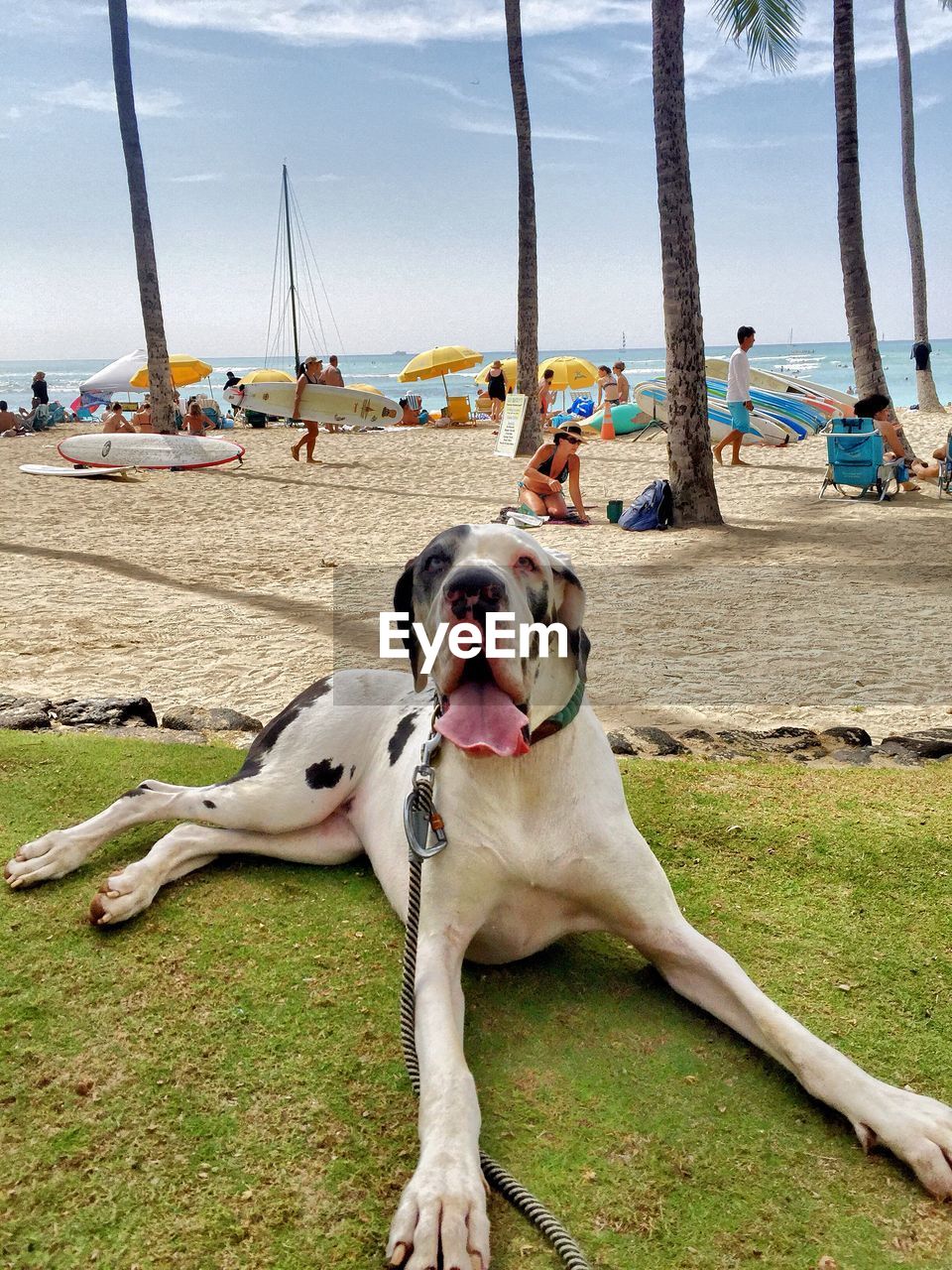 CLOSE-UP OF DOG SITTING ON BEACH