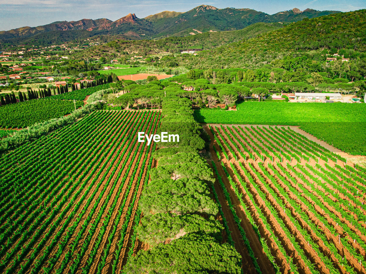 Drone shot of a vineyard in italy. 